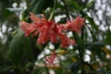 http://i23.servimg.com/u/f23/09/02/38/94/th/hibisc15.jpg