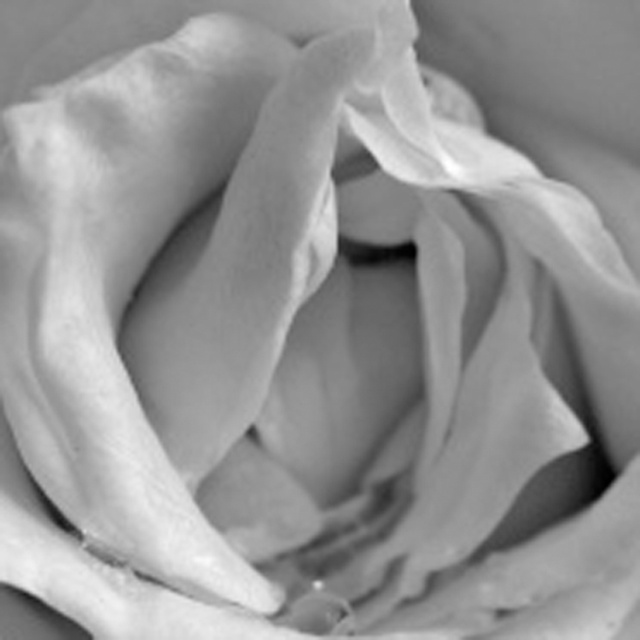 rose_c10 dans Au jour le jour