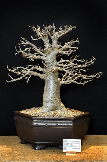 baobab bonsai