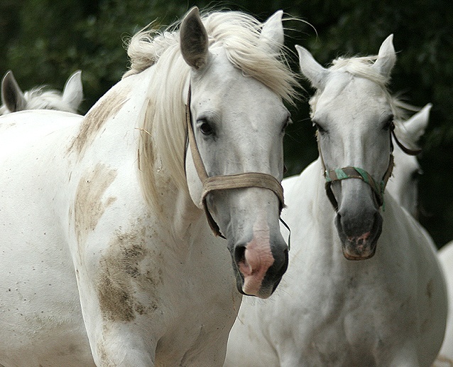 Centre Equestre De La Valley