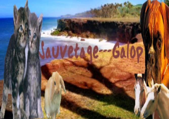 Sauvetage---Galop