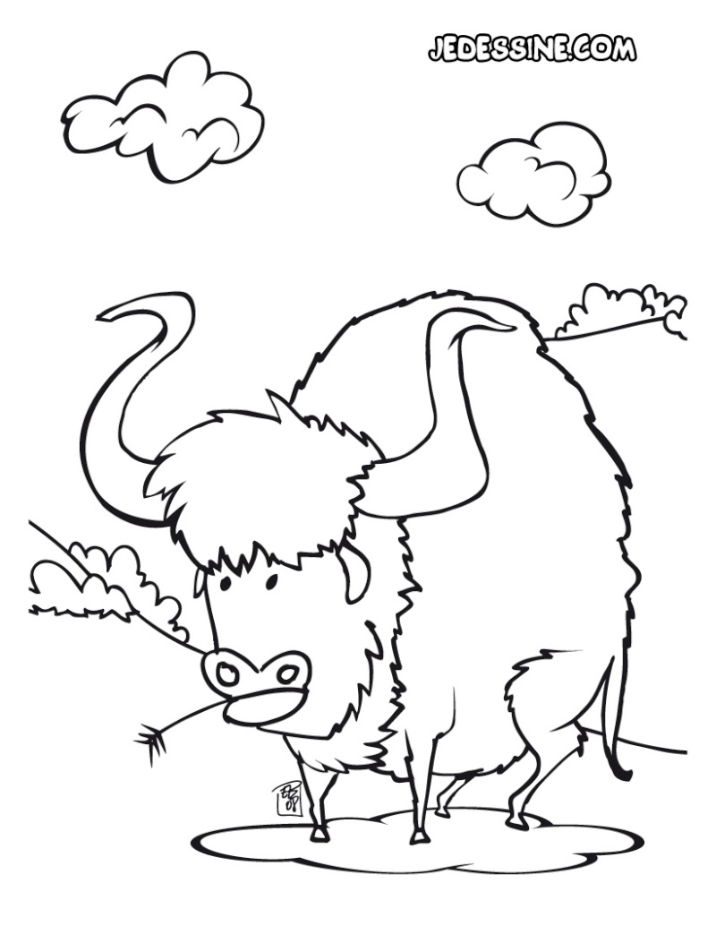 bison-12.jpg