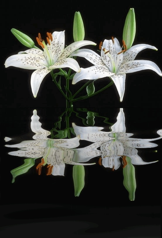 orkide10.jpg