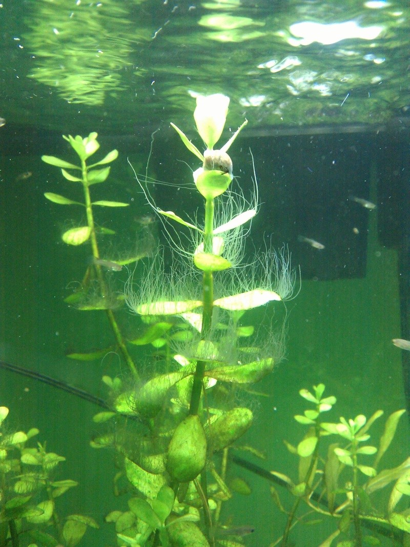 algues10.jpg