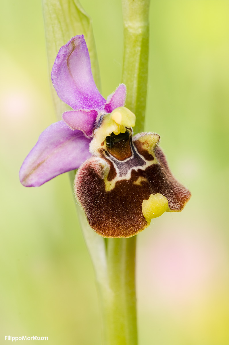 ophrys15.jpg