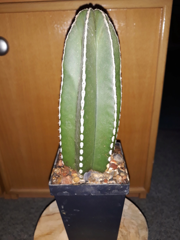 kaktus10.jpg
