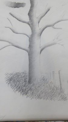 arbre14.jpg